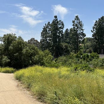 Peters Canyon Regional Park - View of flowers and trees. - Parks Near Me - Orange, California