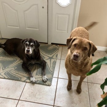 Paws Pet Services - Happy and relaxed dogs thanks to Joni!! (photo sent from Joni during her stay) - Dog Walkers Near Me Paws Pet Services - Happy and relaxed dogs thanks to Joni!! (photo sent from Joni during her stay) - Dog Walkers Near Me