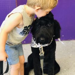 Southern Paradise Pet Supply & Salon - Goldendoodle
