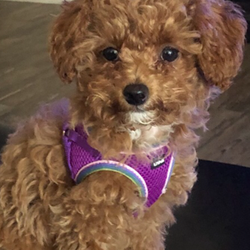 Fisher Mountain Puppies - My sweet beautiful little baby girl, Mia.