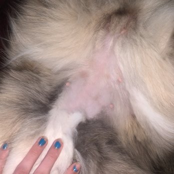 A Fancy Pup - Shaved underbelly (she was brushed all over before being taken to the salon to get out any mats and make sure the process would go easy) - Pet Groomers Near Me - Concord, North Carolina