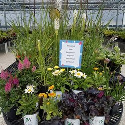 Shady Acres Perennial Nursery