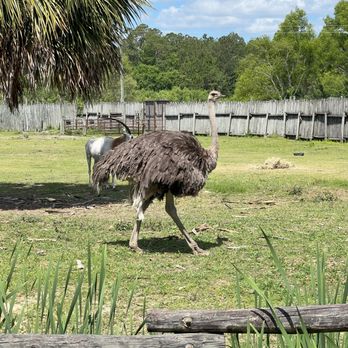 Wild Adventures Theme Park - Ostrich - Zoos Near Me - Valdosta, Georgia Wild Adventures Theme Park - Ostrich - Zoos Near Me - Valdosta, Georgia