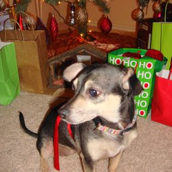 Woodland West Animal Hospital - Pimienta