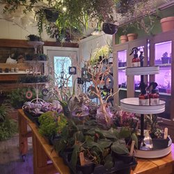 Wood Fairy Apothecary - Plants