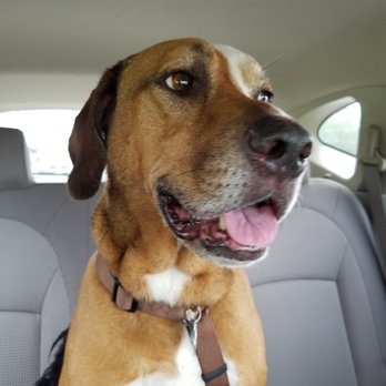 Pet Buddies - Buddy - Pet Sitting Near Me Pet Buddies - Buddy - Pet Sitting Near Me