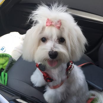 The Pet Palace - Did a great job ! - Pet Groomers Near Me - Webster, Texas The Pet Palace - Did a great job ! - Pet Groomers Near Me - Webster, Texas
