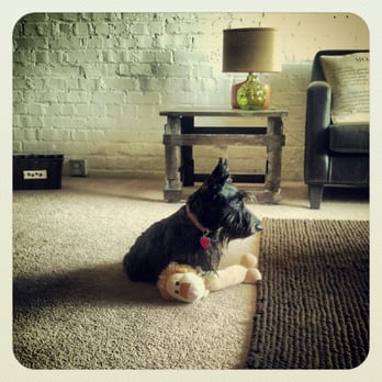 Barking Broadway - Brand new, fresh scottie cut! Xoxo - Pet Groomers Near Me - Mayfield Heights, Ohio