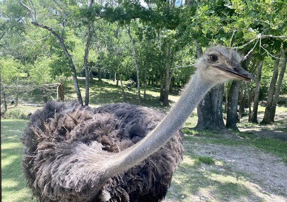 Bayou Wildlife Zoo by null