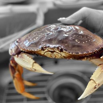 Deep Catch Seafood - Dungeness Crab @whaevaeats - Seafood Markets Near Me - South San Francisco, California Deep Catch Seafood - Dungeness Crab @whaevaeats - Seafood Markets Near Me - South San Francisco, California