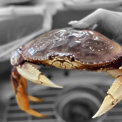 Deep Catch Seafood - Dungeness Crab @whaevaeats