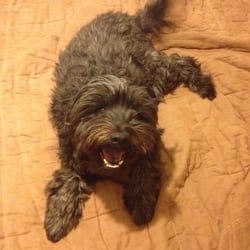 Catherine's Pet Sitting - My name is Mumford!