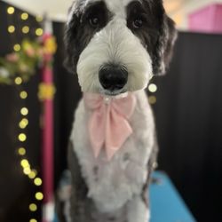 Coatology Pet Studio