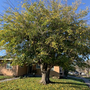 Avina Tree Service - Tree Services Near Me