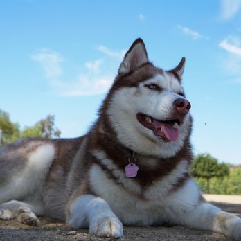 Wildcatters Dog Park - Our doggo after running around. Hiding in the shade, relaxing - Dog Parks Near Me - Brea, California