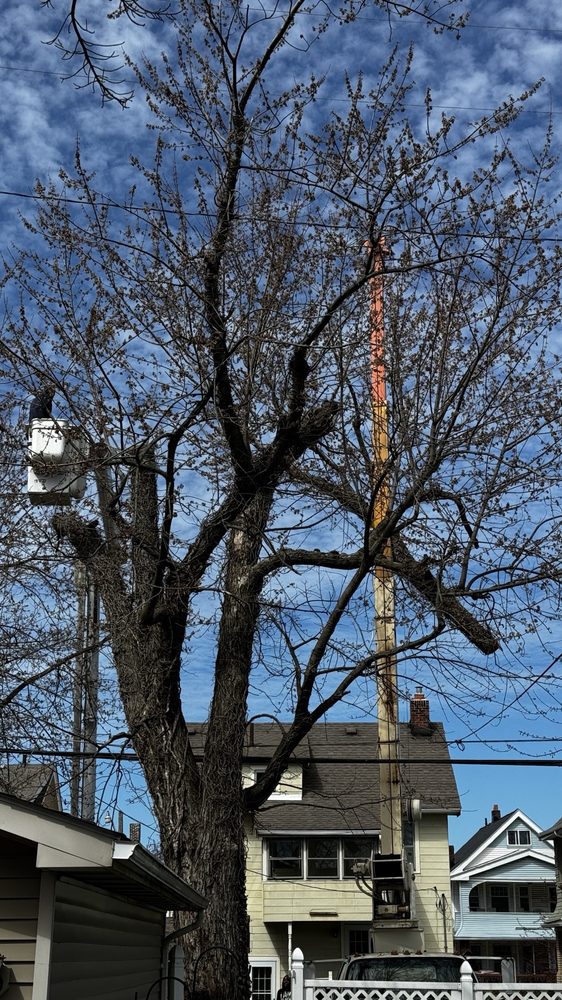 A&S Tree Service - tree service in Cleveland, OH