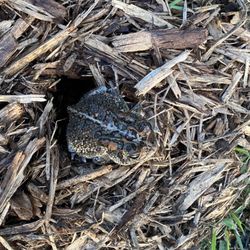 TN Nursery - Toad took up residence with one of my persimmon trees.