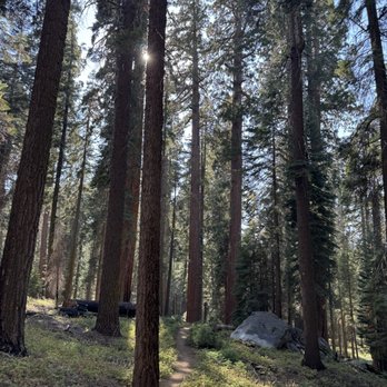 Big Trees Tours - Mid-hike in the Sequoia National Park - Walking Tours Near Me Big Trees Tours - Mid-hike in the Sequoia National Park - Walking Tours Near Me