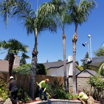Travis Tree Service - Tree Services Near Me - Fresno, California Travis Tree Service - Tree Services Near Me - Fresno, California