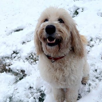 prevue pet products rat & chinchilla cage