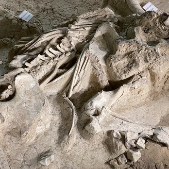 Waco Mammoth National Monument - Museums Near Me - Waco, Texas