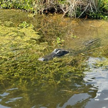 Marsh Beast Airboat Tours - Good sized gator - Boat Tours Near Me - Vero Beach, Florida Marsh Beast Airboat Tours - Good sized gator - Boat Tours Near Me - Vero Beach, Florida