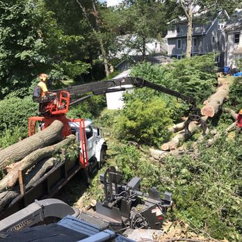 DeNisi Tree Service - Tree Services Near Me - Hamden, Connecticut