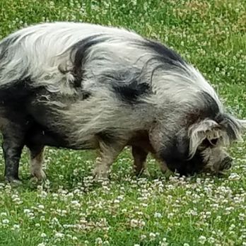 Wanaka Lavender Farm - Kune Kune Pig - Farms Near Me - Wanaka, OTA