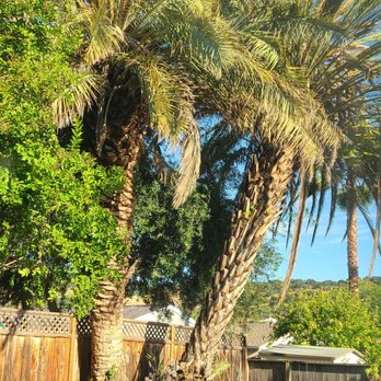 Golden Tree Company - Before - Tree Services Near Me - San Jose, California Golden Tree Company - Before - Tree Services Near Me - San Jose, California