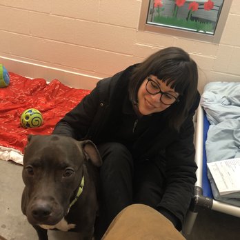 Humane Animal Rescue - Rebel - Animal Shelters Near Me - Pittsburgh, Pennsylvania Humane Animal Rescue - Rebel - Animal Shelters Near Me - Pittsburgh, Pennsylvania