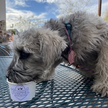Novel Ice Cream - LuLu loving the Fat Elvis ice cream! - Desserts Near Me - Phoenix, Arizona