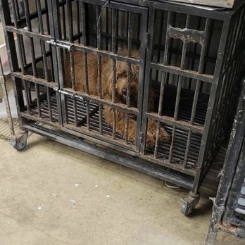 Poconos Barking Lot - Pet Groomers Near Me - Sciota, Pennsylvania