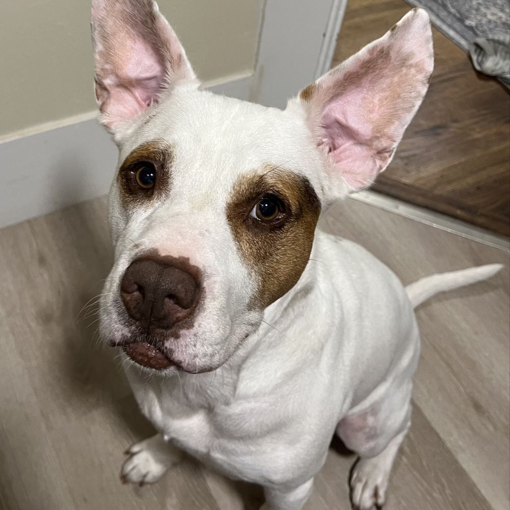 PAWS New England - My boy Chip - Animal Shelters Near Me PAWS New England - My boy Chip - Animal Shelters Near Me