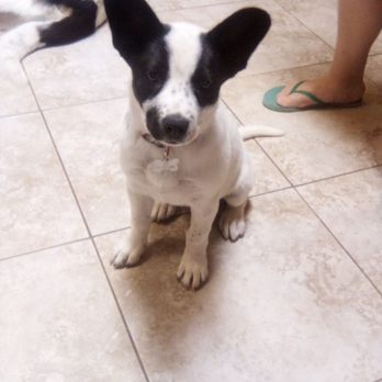 Corrales Veterinary Clinic - Joy our sweet girl who was spayed today. - Veterinarians Near Me - Corrales, New Mexico