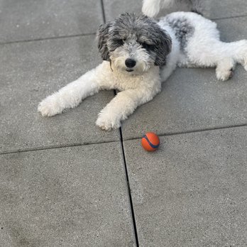 Ohana Dog Training - Dog Walkers Near Me - Mukilteo, Washington