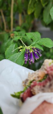 San Benito Deli by null