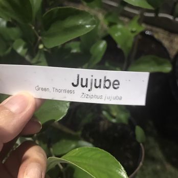 Champa Nursery - Nurseries & Gardening Near Me - El Monte, California