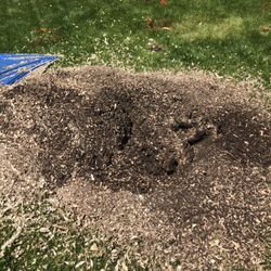 Painless Stump Grinding - He was very thorough in the work he did.