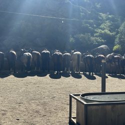 Kennedy Meadows - Just a few of the horses