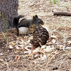Tahoe SRA - The squirrels are everywhere, but in a friendly way. Caught this one munching a pine cone like it was Thanksgiving dinner!