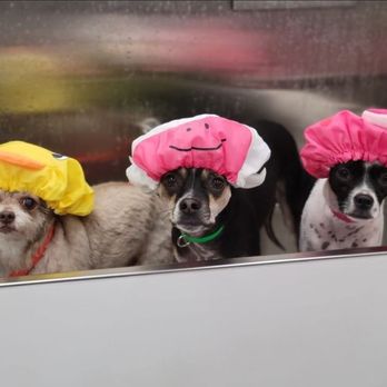 Lathered Pup Mobile Grooming - Pet Groomers Near Me Lathered Pup Mobile Grooming - Pet Groomers Near Me