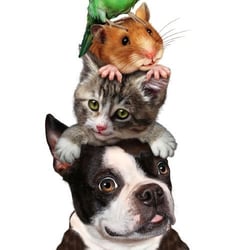 Country Vet - We are committed to promoting responsible pet ownership, preventative health care and health-related educational opportunities.