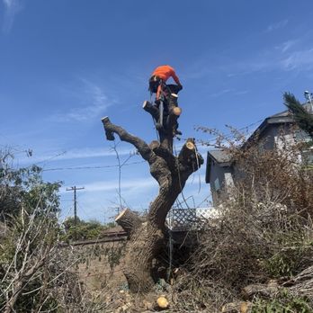 Armando’s Tree Care - Fue un árbol que tuve que remover ya estaba tumbando la barda - Tree Services Near Me Armando’s Tree Care - Fue un árbol que tuve que remover ya estaba tumbando la barda - Tree Services Near Me