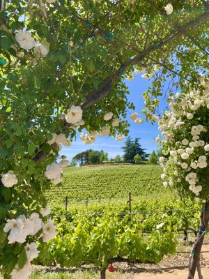 Starfield Vineyards & Winery by null