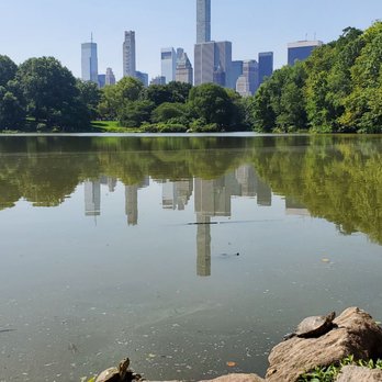 Central Park Conservancy - Turtles! - Parks Near Me - New York, New York