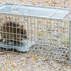 Xpert Rodent and Wildlife Control - Rodent Control