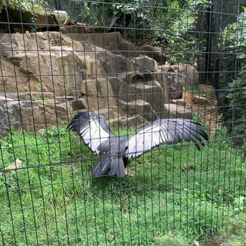 Brandywine Zoo - Condor -- there are two in the enclosure - Zoos Near Me - Wilmington, Delaware