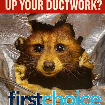 First Choice Animal Solutions - Racoon removal - Wildlife Control Near Me First Choice Animal Solutions - Racoon removal - Wildlife Control Near Me