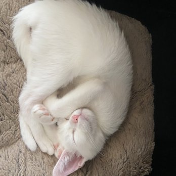 Cat & Craft - Sleepy kitten - Coffee & Tea Near Me - Vista, California Cat & Craft - Sleepy kitten - Coffee & Tea Near Me - Vista, California