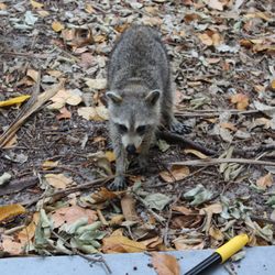 Deerfield Island Park - Racoon